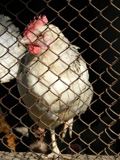 巨大的正面 巨大的正面